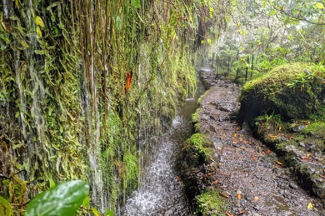 PR9 Caldeirão Verde Queimadas Levada Self-Guided Hiking Transfer - Pico das Pedras and the calm reset at the end