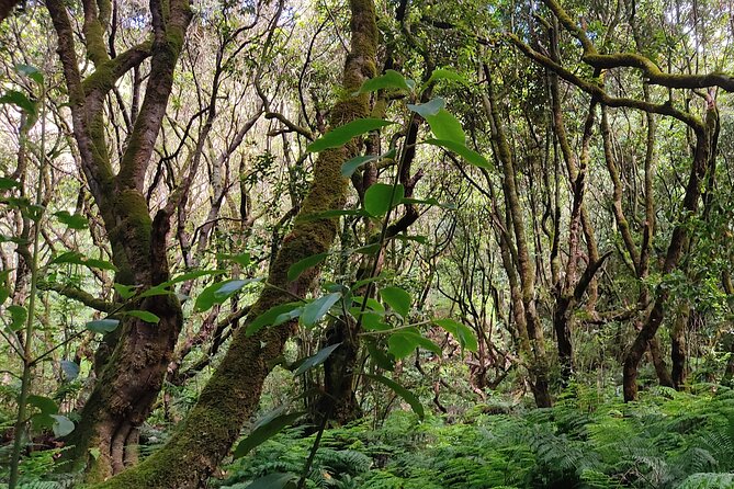 PR9 Caldeirão Verde Queimadas Levada Self-Guided Hiking Transfer - The PRjoel link to Santana: the short 2 km section you should not ignore