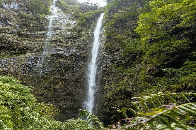 PR9 Caldeirão Verde Queimadas Levada Self-Guided Hiking Transfer - Costs and what is included: value check for a $39.76 half-day