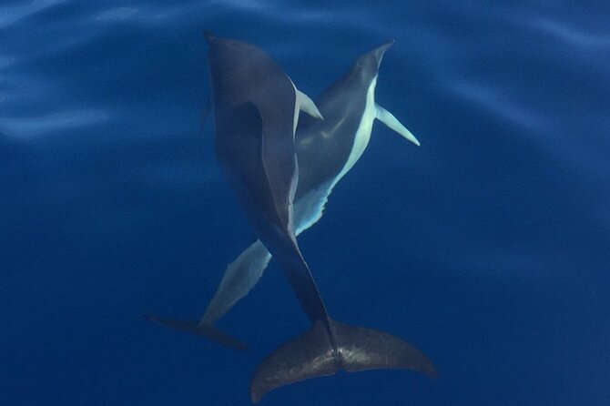 Private Dolphin and Whale Watching Tour in Madeira - Snorkeling and swimming break, towels, and the shower that saves your day