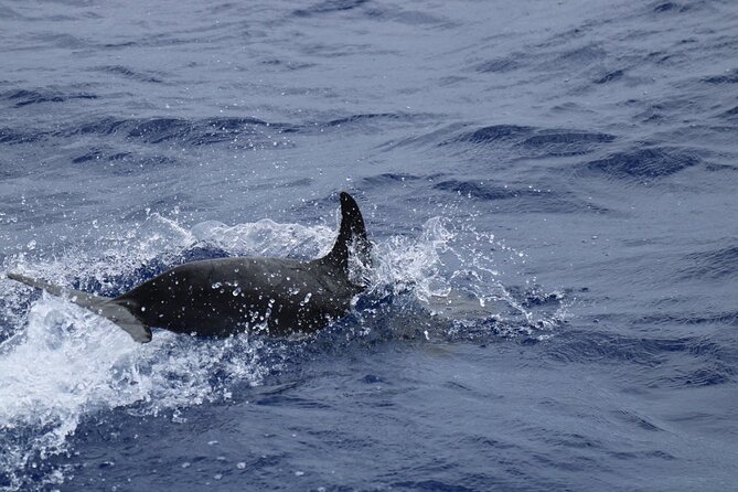 Private Dolphin and Whale Watching Tour in Madeira - What you sip and nibble: sparkling wine and light refreshments on board
