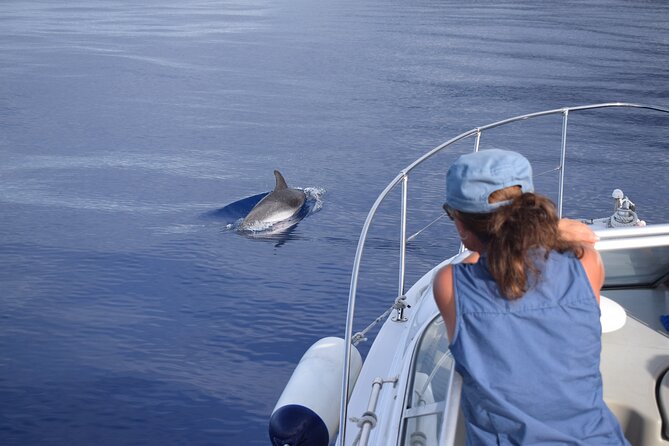Private Dolphin and Whale Watching Tour in Madeira - Value for money at $592.56 per group up to 5 people