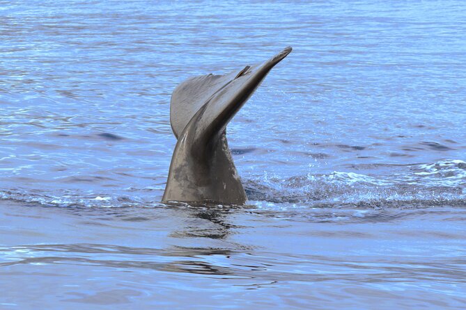 Private Dolphin and Whale Watching Tour in Madeira - Sunset timing, weather, and the wildlife odds you should plan for