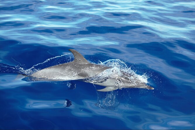 Private Dolphin and Whale Watching Tour in Madeira - Your route in two parts: Calheta departure to Madeira Islands wildlife search