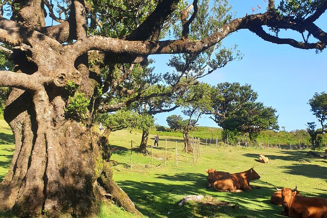 Private Full Day Tour by Jeep 4x4 West Side Madeira - Paul da Serra: Poncha, coffee, and a practical reset on the route