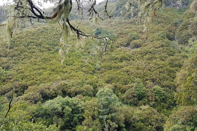 Private Guided Walk Levada 25 Fontes - Price and value: is $107.84 per person fair for a private levada walk?