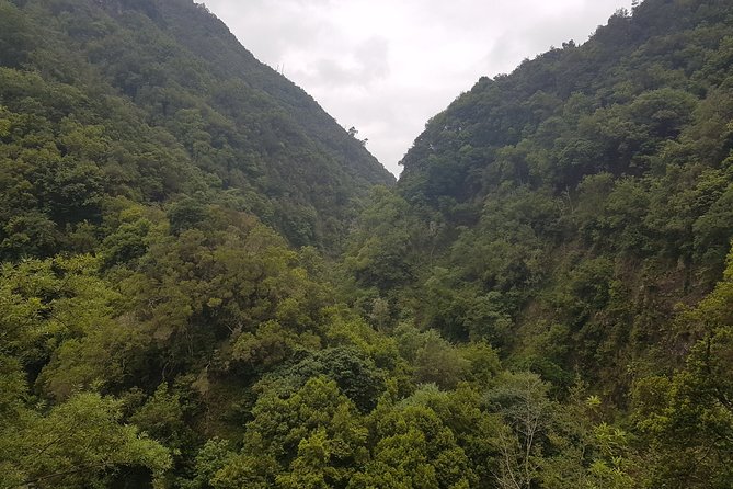 Private Guided Walk Levada Castelejo - Endemic Flora and Fauna, and the Pace of Looking Closely