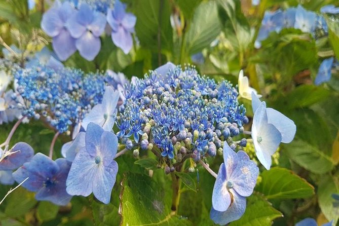 Private Halfday Flower Palheiro Gardens Tour - Price and what you actually get for $108.37