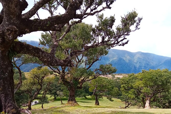 Private Madeira Island Tour: The Most Complete 8-Hour Experience - Santana Houses and Ponta de Sao Lourenco, Finishing With Culture and Coast