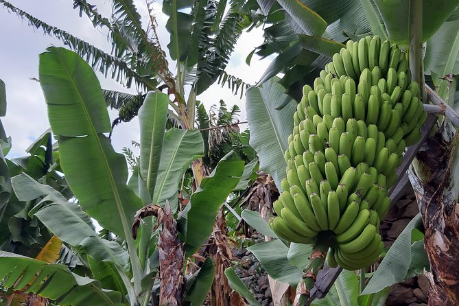 Private Tour of Banana Farm from Funchal - Key Highlights Worth Your Time