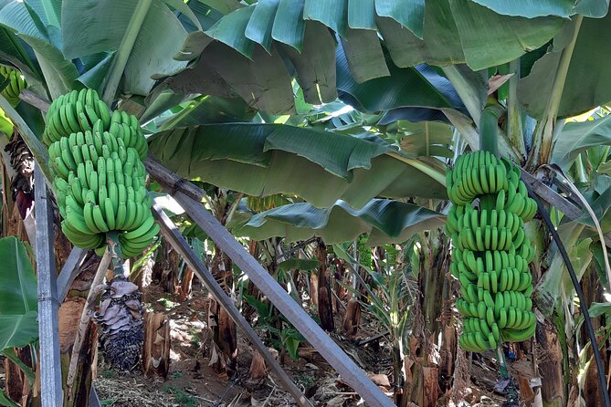Private Tour of Banana Farm from Funchal - Why a Private Banana Farm Tour Works So Well in Funchal
