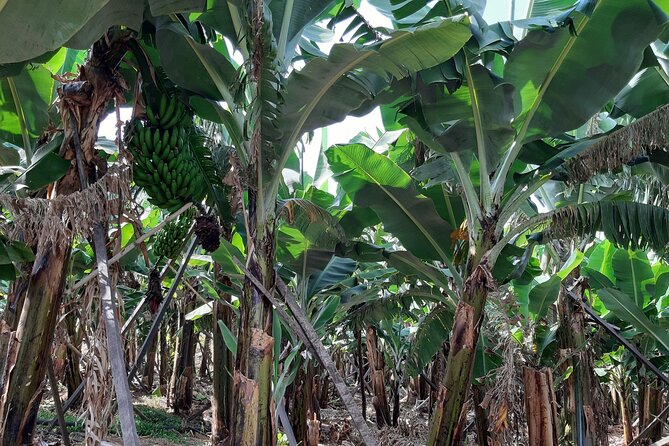 Private Tour of Banana Farm from Funchal - The Panoramic Viewpoint Stop Over Funchal