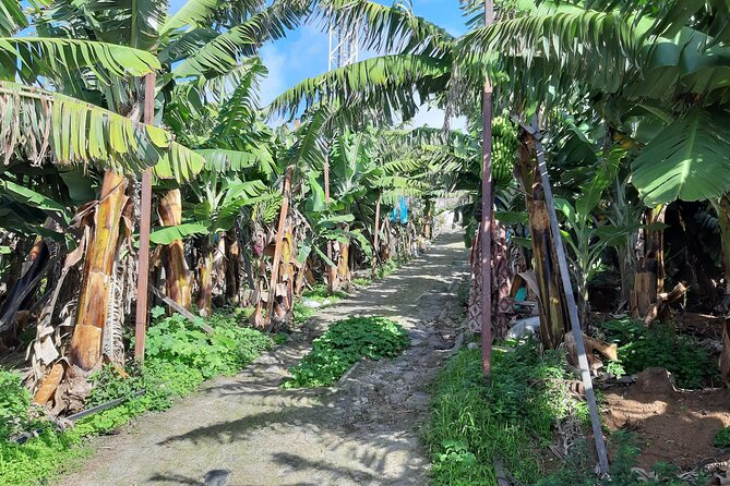 Private Tour of Banana Farm from Funchal - Walking, Weather, and How to Prepare for a Tight 2.5 Hours