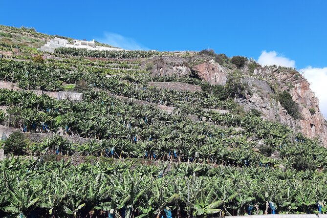Private Tour of Banana Farm from Funchal - Price and Value: Is It Worth $80.98 Per Person?