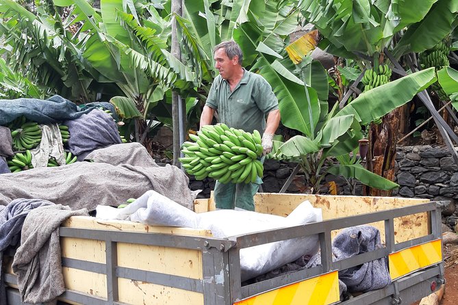 Private Tour of Banana Farm from Funchal - Who This Tour Fits Best (And Who Might Want Something Else)