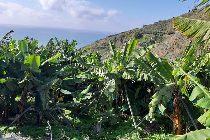 Private Tour of Banana Farm from Funchal - Should You Book This Private Banana Farm Tour From Funchal?