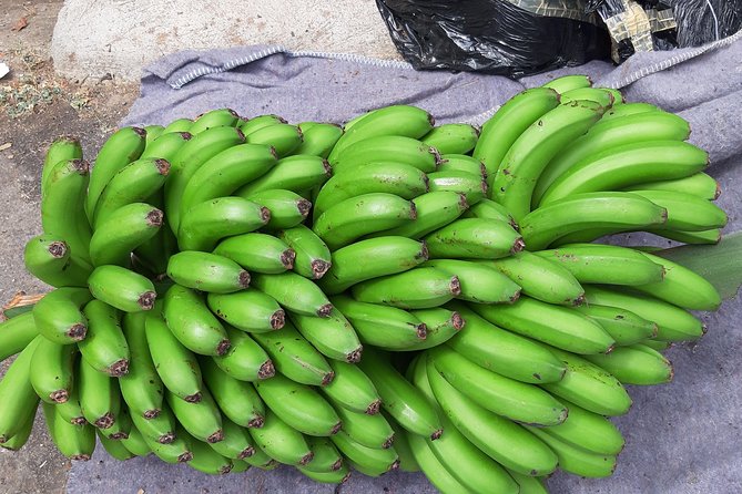 Private Tour of Banana Farm from Funchal - Getting From Your Hotel, and Why Onboard Wi-Fi Is a Real Perk