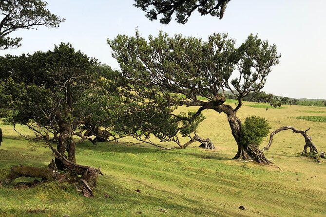 Private Tour of Fanal Park Ancient Trees - Hortensia Gardens Tea House: The Calm Reset Mid-Day