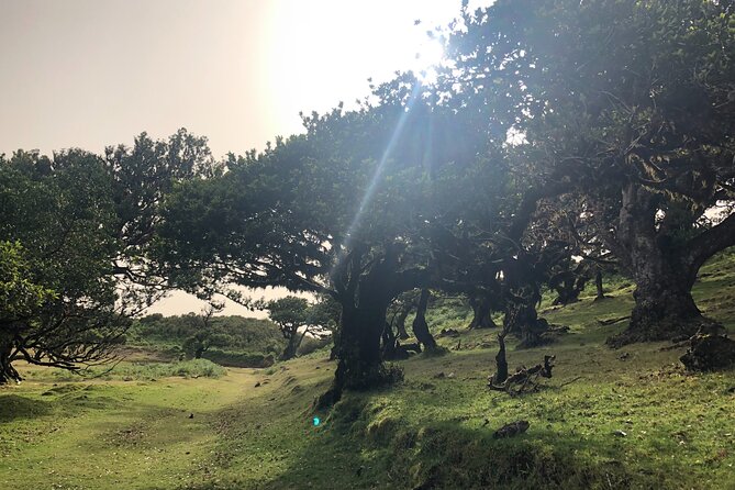 Private Tour of Fanal Park Ancient Trees - Terreiro da Luta Viewpoint and the Panoramic Stops That Tie It Together