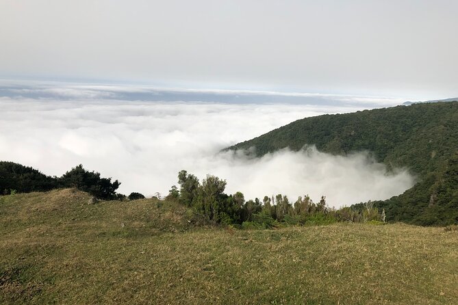 Private Tour of Fanal Park Ancient Trees - Private Tour Logistics From Funchal: Pickup, Wi-Fi, and a Real Half-Day Plan