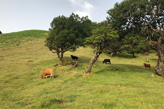 Private Tour of Fanal Park Ancient Trees - What the One-Hour Forest Time Means for Your Body and Your Time