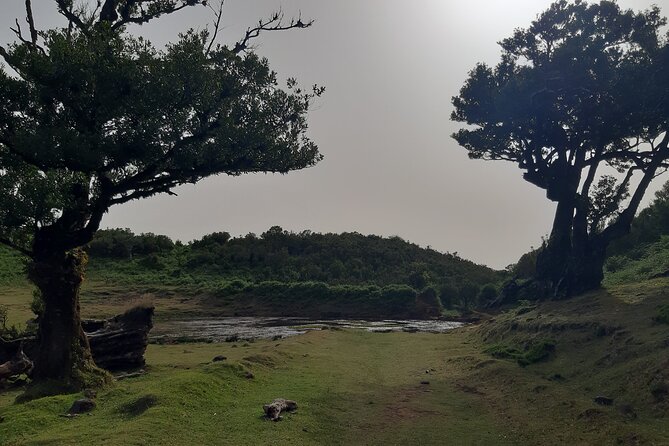 Private Tour of Fanal Park Ancient Trees - Food and Drinks: The Optional Lunch Choice You Should Plan Around
