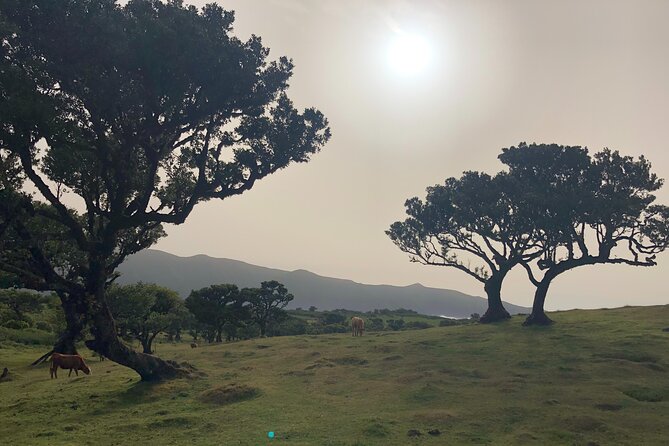 Private Tour of Fanal Park Ancient Trees - Weather and Comfort: Dress for Madeira Changes
