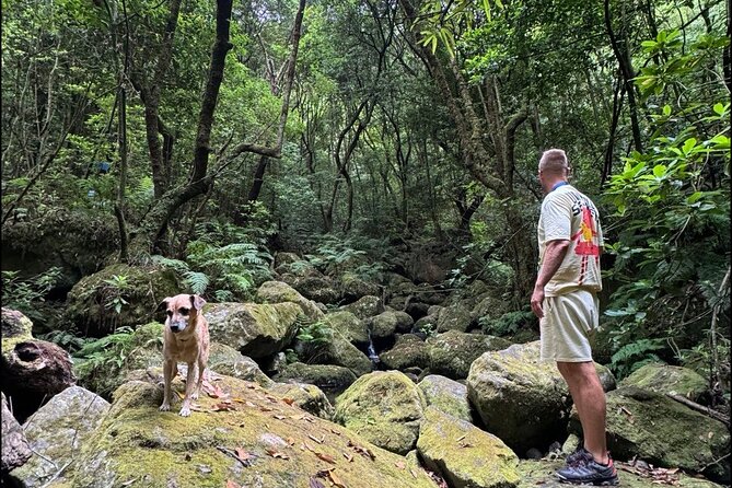 Private Waterfall Hiking in Madeira 4 Spectacular Waterfalls - Stop 2, Levada Nova: Walking Near the Water Is the Whole Point