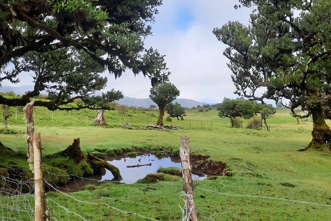 Private West Tour to Porto Moniz Pools and Fanal Forest - Fanal Forest (Posto Florestal): UNESCO Heritage Atmosphere and a Quiet Walk