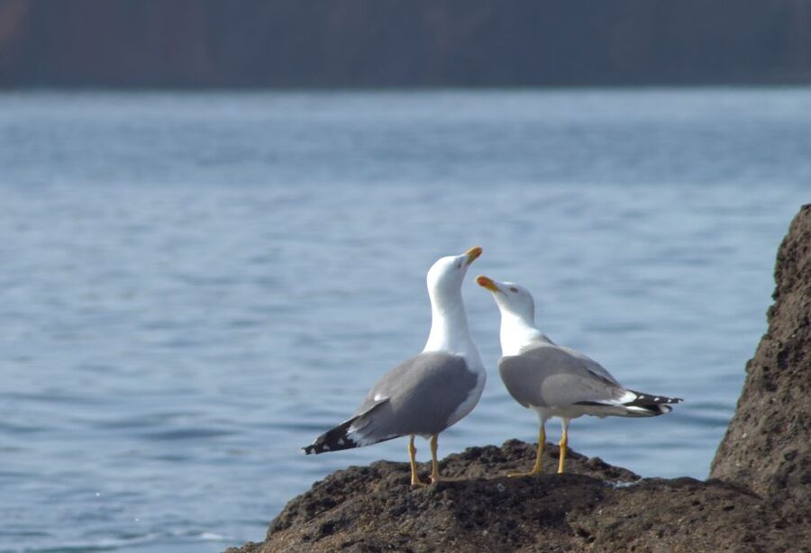 Quinta do Lorde: Kayak Experience in Ponta de São Lourenço - Meeting point and getting there without stress