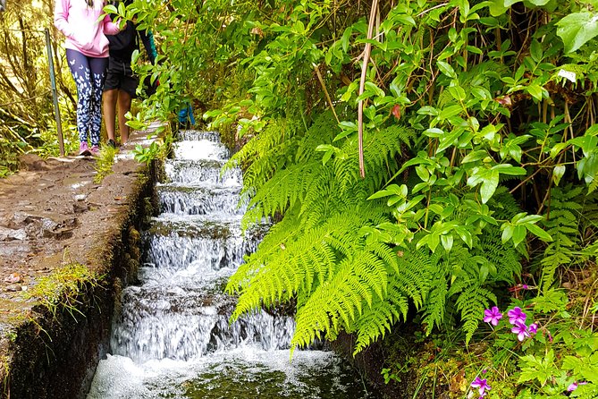 Rabaçal 25 Fontes Levada Walk in Small Groups - Getting picked up in Funchal, and how the morning flow works