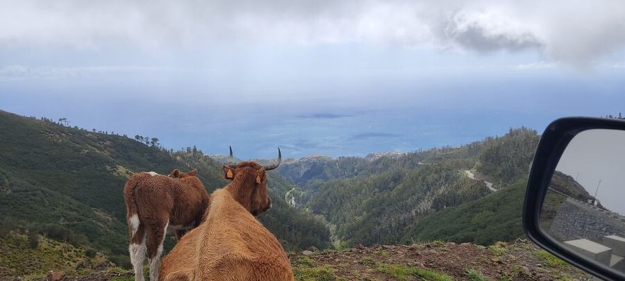 Rabaçal: 25 Fontes & Risco Levada Hiking Transfer - Who this hike suits, and who should skip it