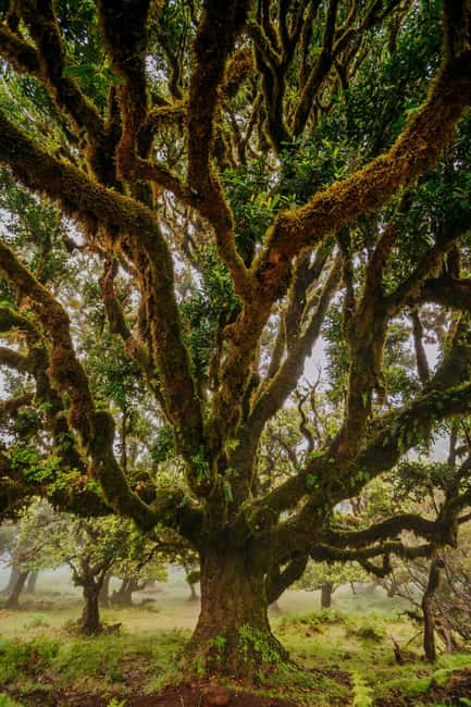 Rabaçal Nature Experience: Alecrim & Lagoa do Vento Hike - Key reasons this hike earns a 4.9 rating