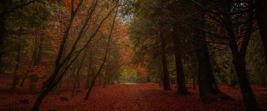 Rabaçal Nature Experience: Alecrim & Lagoa do Vento Hike - Rabaçal in Madeira’s Laurissilva Forest: what you’re really signing up for