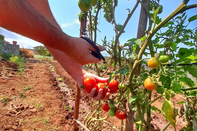 "Re-Canto" Farm-to-Table with Stunning Views at Madeira - Re-Canto Farm-to-Table in Madeira: What Makes This Dinner Different
