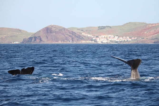 Responsible Whales and/or Dolphins Watching Tour - Key highlights at a glance