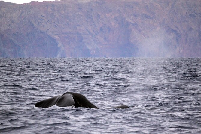 Responsible Whales and/or Dolphins Watching Tour - Madeira’s Atlantic is built for whale and dolphin watching