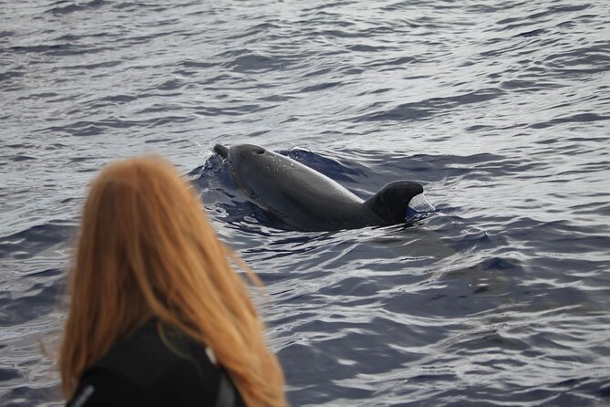 Responsible Whales and/or Dolphins Watching Tour - What happens during the 2 hours at sea