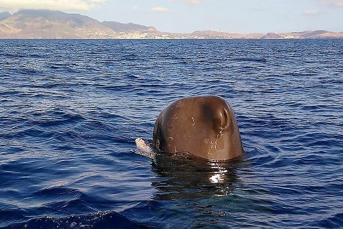 Responsible Whales and/or Dolphins Watching Tour - The science talk: what the marine biologist brings to the outing