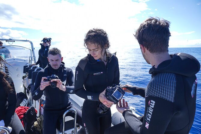 Responsible Whales and/or Dolphins Watching Tour - Responsible wildlife viewing you can actually feel