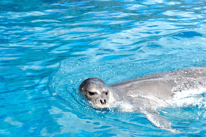 Responsible Whales and/or Dolphins Watching Tour - Comfort, clothing, and the bumpy-water reality