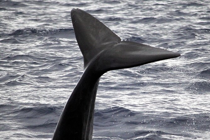 Responsible Whales and/or Dolphins Watching Tour - The boat, the group size, and why it changes the experience