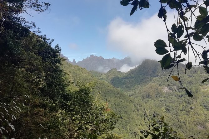 Ribeiro Frio - Portela - Inside the Laurissilva Forest: plants, birds, and levada walking