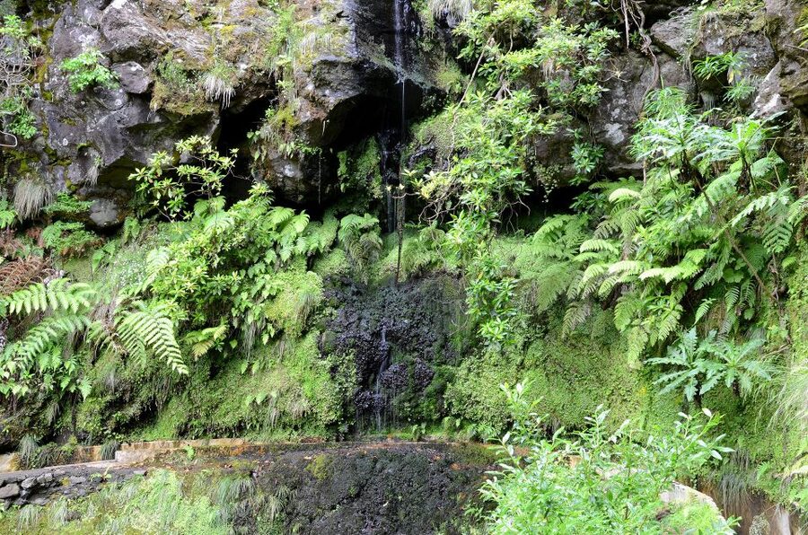 Ribeiro Frio / Portela - Levada Walk - Price and value for a guided Madeira levada walk