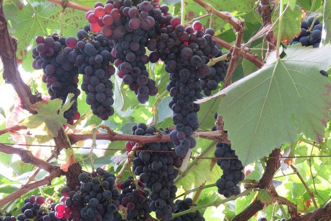 Rota do Vinho - Wine Route (Half Day Walk) - What to bring for a comfortable 4-hour walk