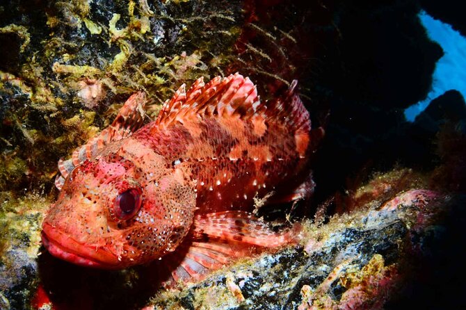 Scuba Diving Experience for Beginners in Ponta de São Lourenço - Key highlights you should know