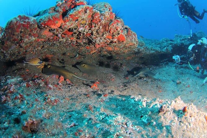 Scuba Diving Experience for Beginners in Ponta de São Lourenço - Safety and instruction quality: what makes this feel beginner-friendly