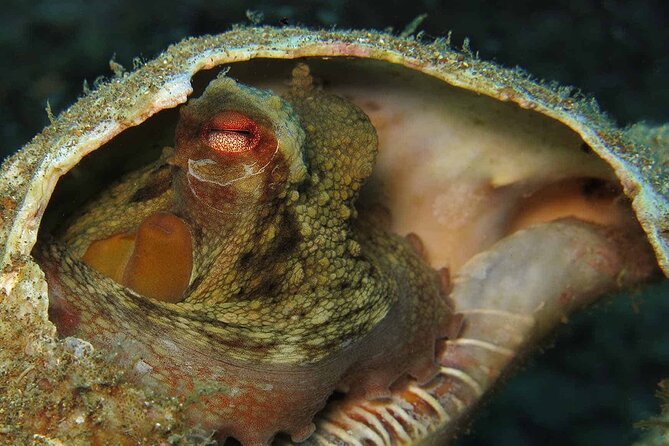 Scuba Diving Experience for Beginners in Ponta de São Lourenço - Getting value from the 2 hours 30 minutes