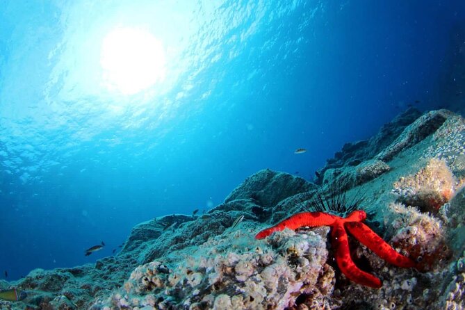 Scuba Diving Experience for Beginners in Ponta de São Lourenço - Where to meet and how the tour wraps up