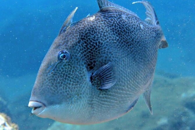 Scuba Diving Experience for Beginners in Ponta de São Lourenço - Who this is best for (and who might want a different plan)